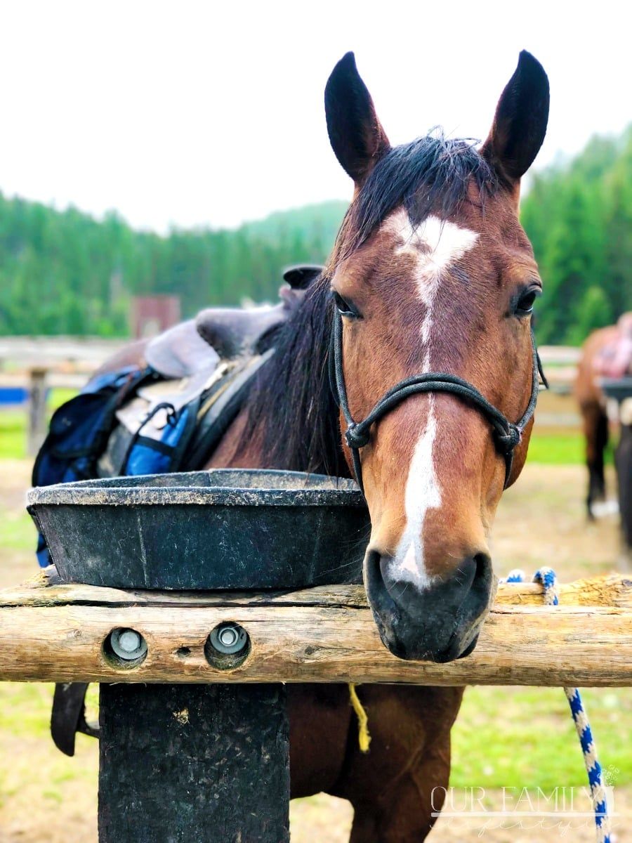 Genuine Western Experience at Bar W Guest Ranch in Montana