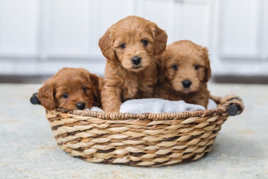 Bringing Home a New Pup? Here’s What You Should Expect