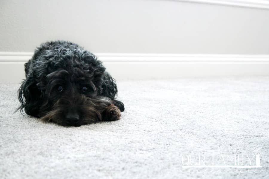 Finding Pet Proof Carpet for Your Home