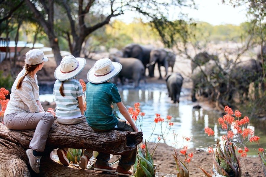 Things to Consider Before You Visit a Safari Park with Kids