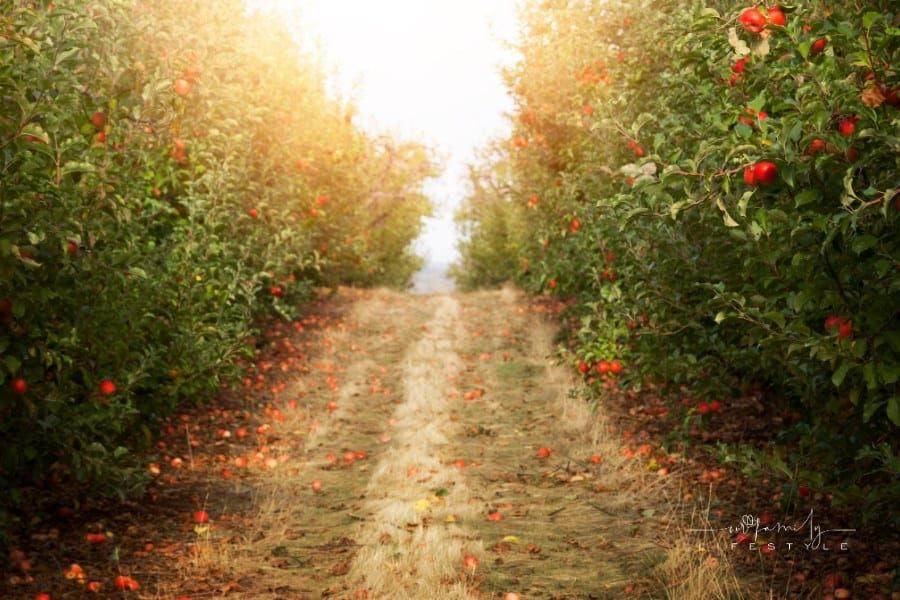 Johnny Appleseed Worksheets: Fun & Engaging Activities for Kids