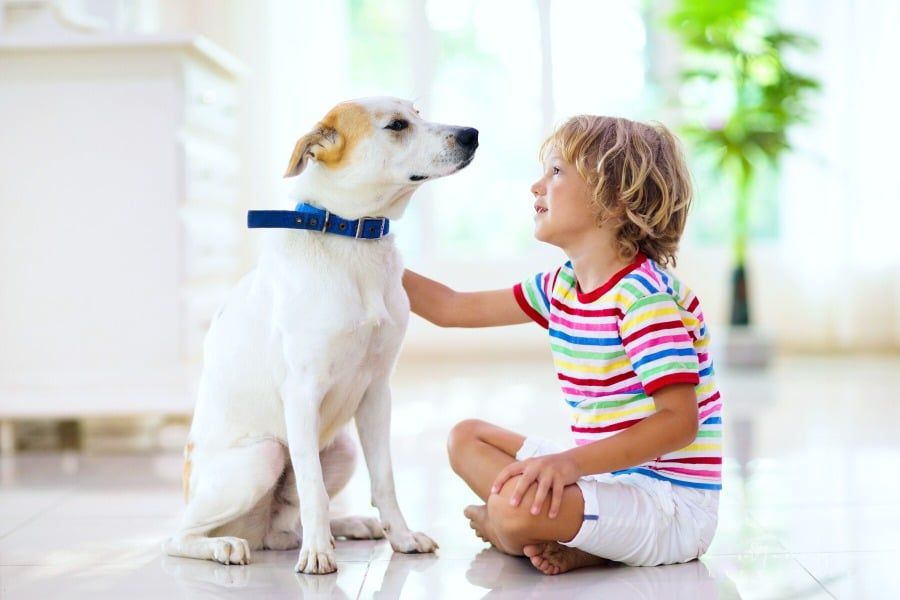 7 Dog Breeds That Are Perfect for Homes with Children