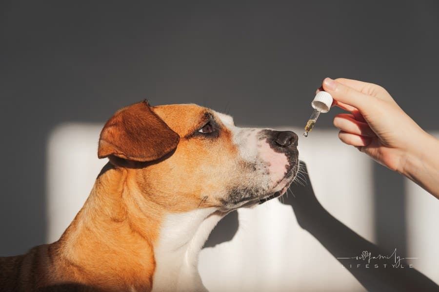 How Dog Fish Oil Supplements Can Support Your Furry Friend's Health
