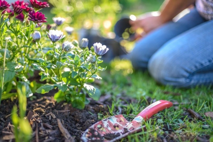 8 Easy & Effective Tips on How to Maintain a Fresh and Healthy Lawn