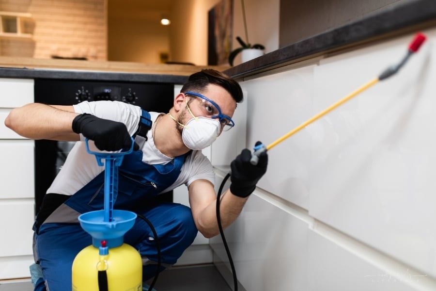 6 Facts That You Need To Know About A Pest Infestation