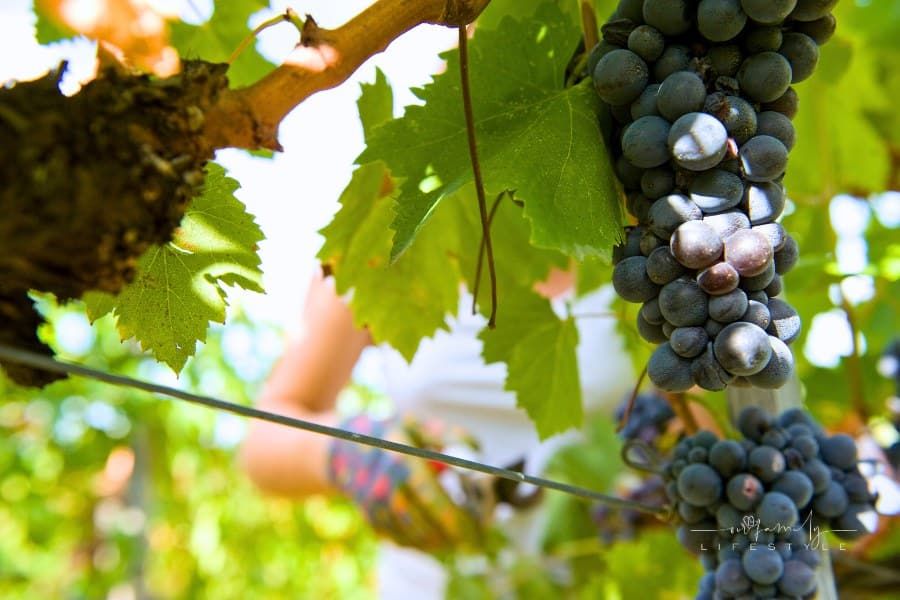 A Beginner's Guide to Making Your Own Wine