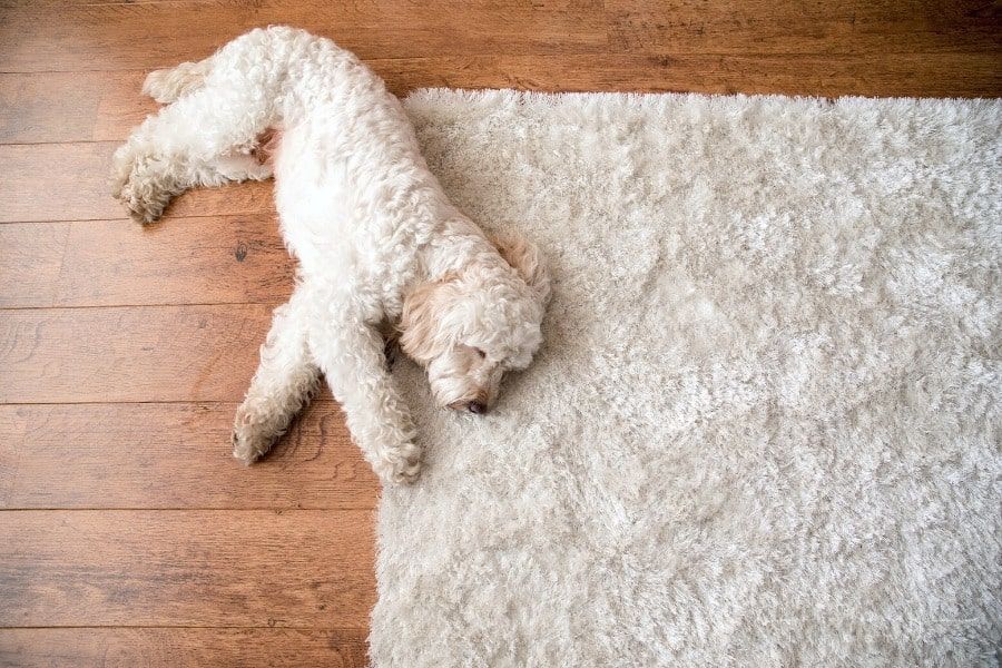 How to Clean a Rug: DIY Tips From the Experts