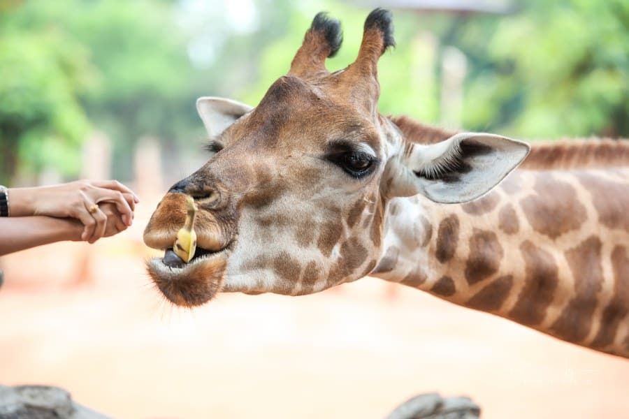 A Kid-Friendly Trip to Sacramento