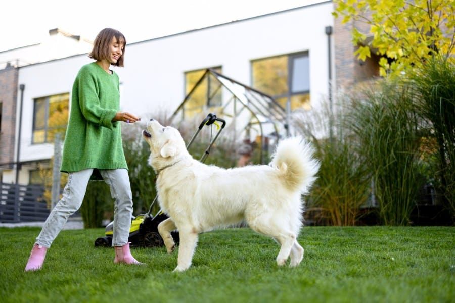 Creating a Pet-Friendly Lawn Without Sacrificing Greenery