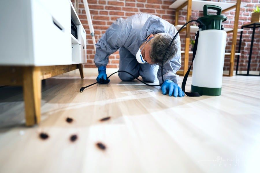 Professional Pest Control Is Worth the Investment for Your Home, and Here's Why