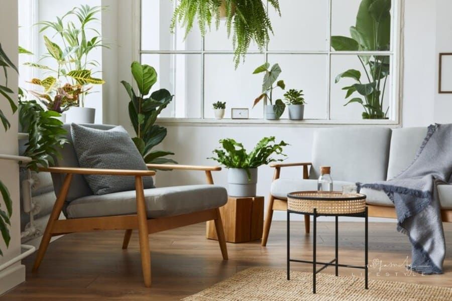 Revitalizing Your Space With Plants: An Easy-to-Follow Guide