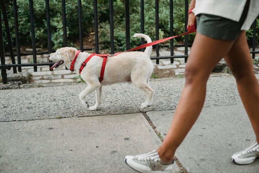 The Easy Way to Personalize Your Dog’s Look Without Spending a Fortune