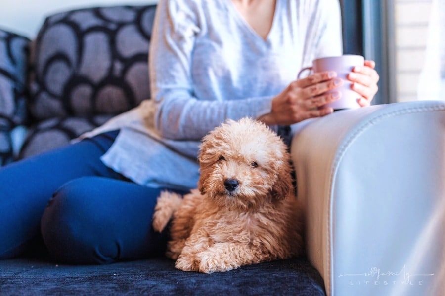 Your Steps to Register an Emotional Support Animal