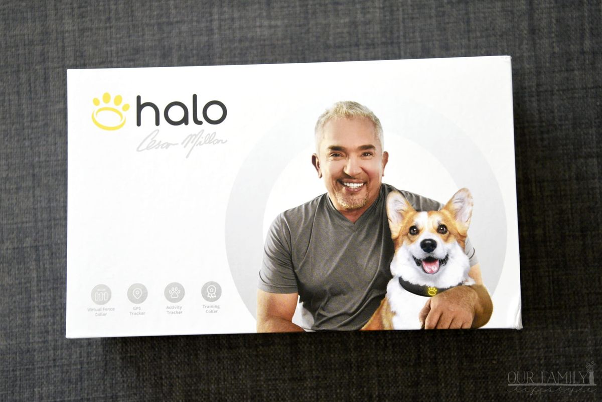Keep Your Dog Safe with The Halo Collar