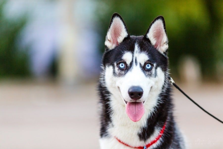 Training Your Husky: Tips and Tricks for a Well-Behaved Pet