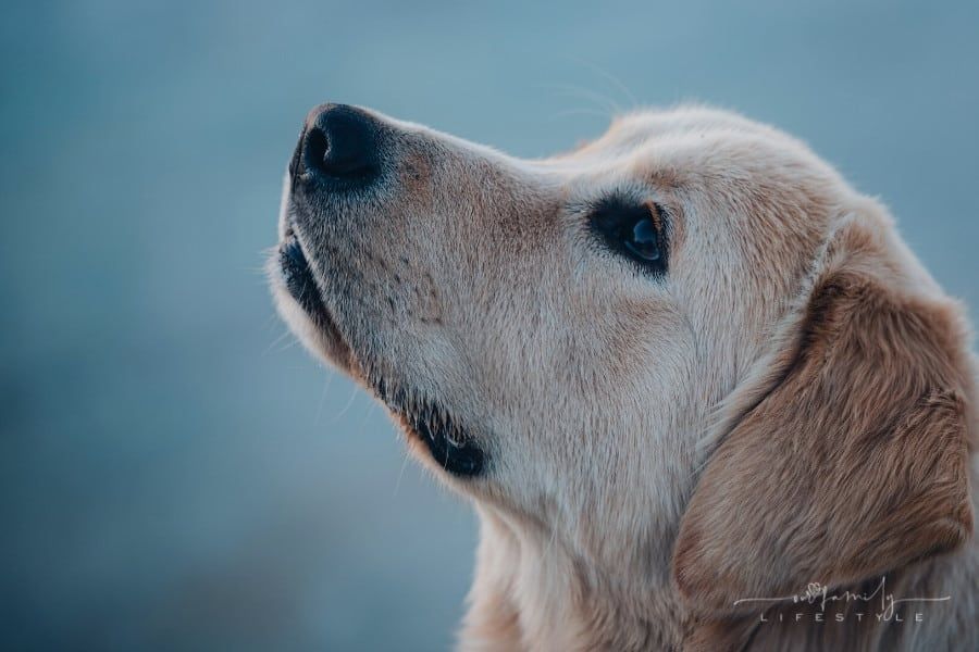 Why Should You Neuter Your Dog And How To Do It Safely