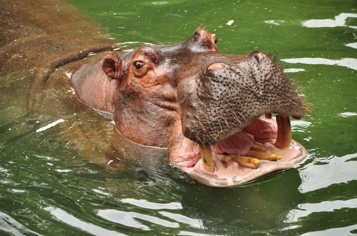 Explore Wild Africa and Monkey Kingdom at Disney’s Animal Kingdom