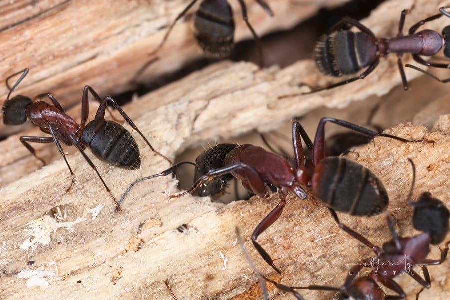 Carpenter ants, Camponotus herculeanus