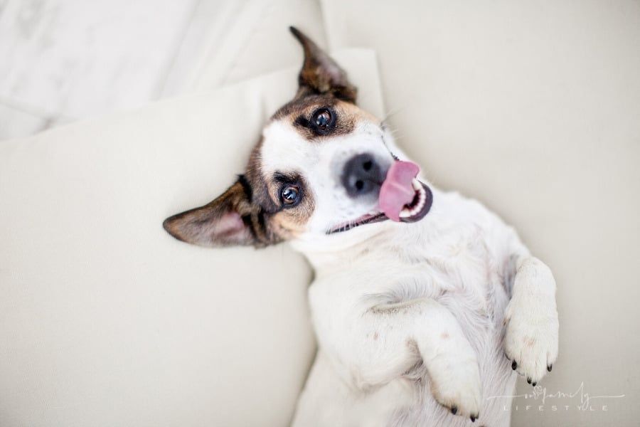 The Ultimate Guide to Creating a Comfortable Haven for Your Pet