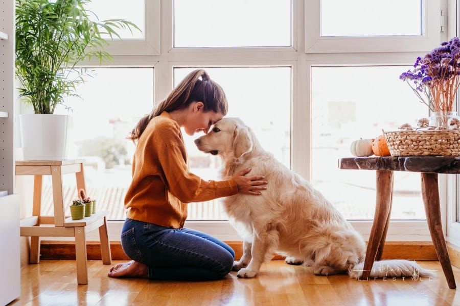 Woman Hugging Her Golden Retriever Dog at Home