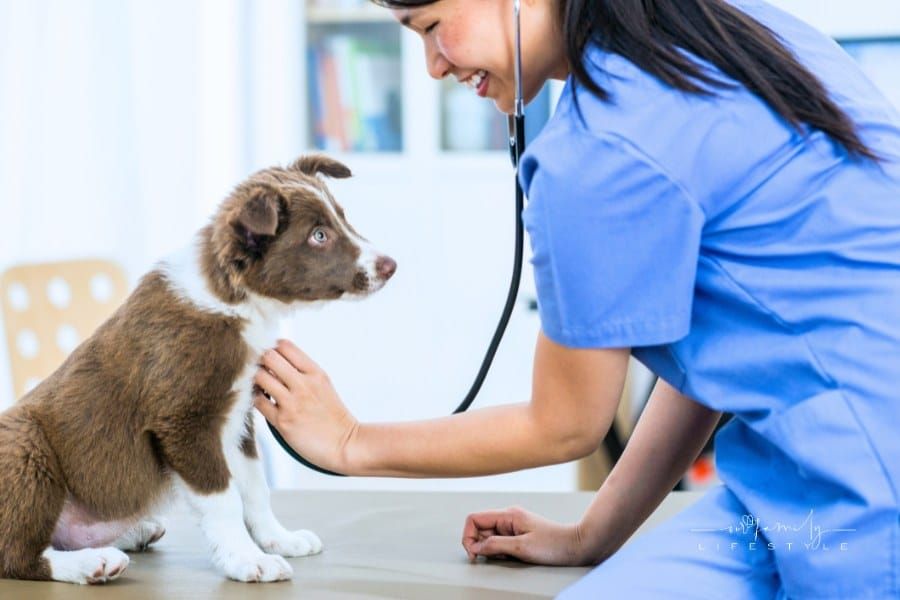 Vet With One Dog