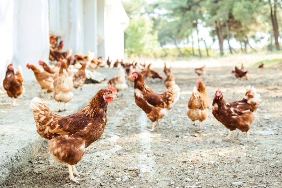 brown chickens gathering around coop