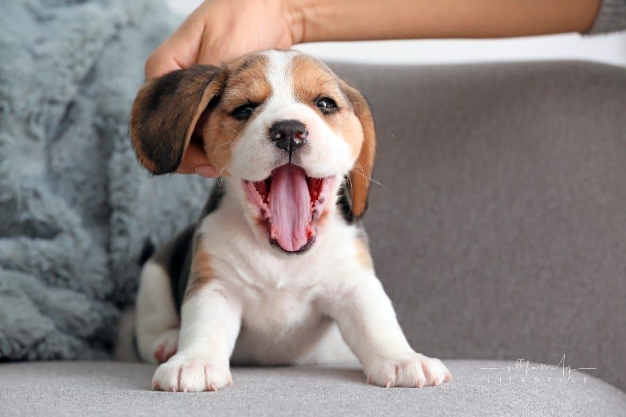 Owner Petting Cute Beagle Puppy at Home