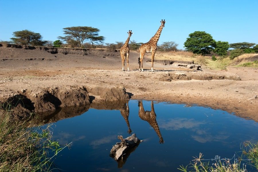 giraffes near a waterhole in Serengeti Tanzania