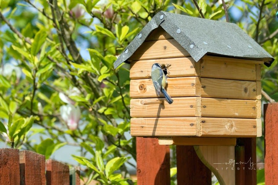 small Blue bird entering a nesting box with building material.