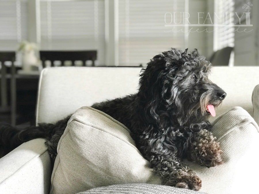 Our family dog Cole Black