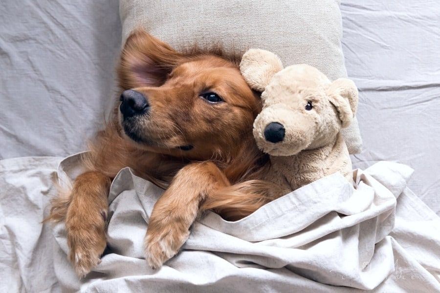 How To Overcome Some Common Pet Dog Problems