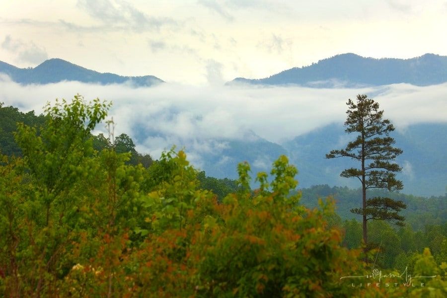 fog and low clouds drift over pine trees in the Great Smoky Mountain National Park