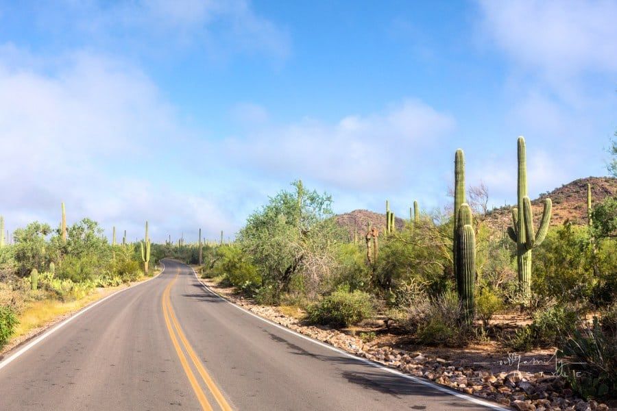Saguaro National Park