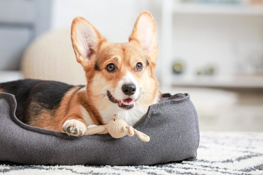 Cute Dog with Toy Lying in Pet Bed at Home
