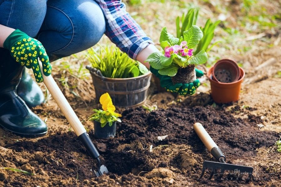 woman planting flowers into soil of yard