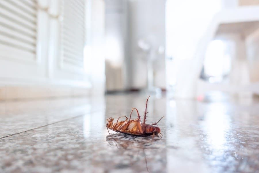 Dead cockroach on floor, pest control concept