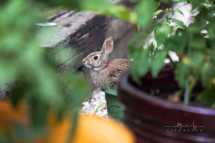 A rabbit hides between containers in the vegetable garden