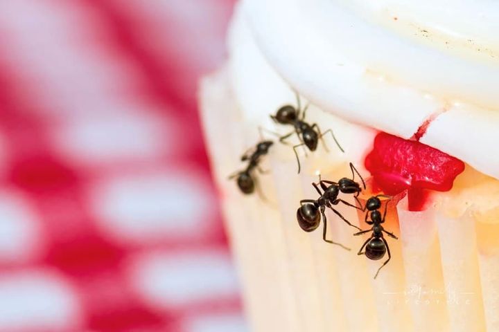 black ants crawling on a white cupcake with strawberry filling