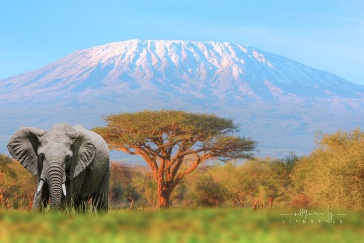 Mount Kilimanjaro with Acacia in Tanzania
