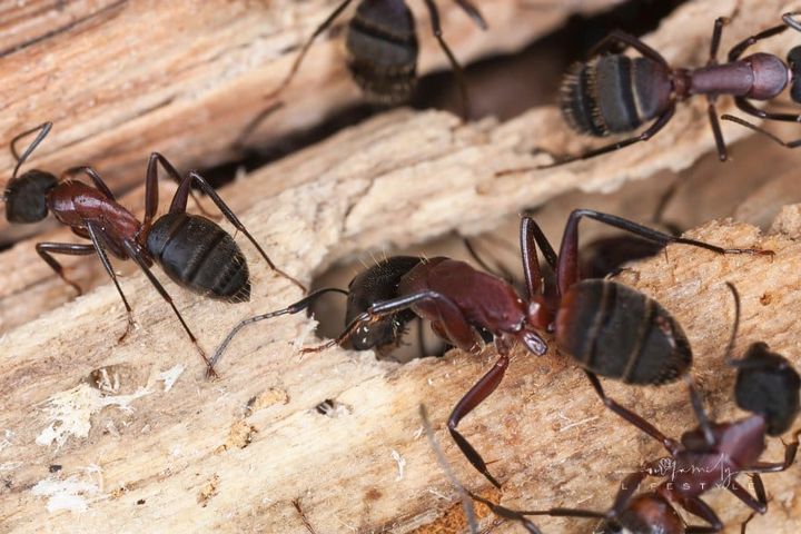 Carpenter ants, Camponotus herculeanus