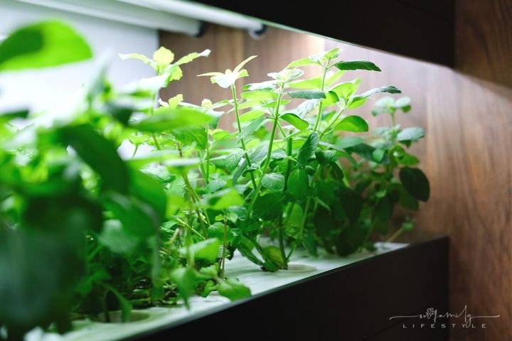 hydroponic vegetables growing on shelf with grow lights