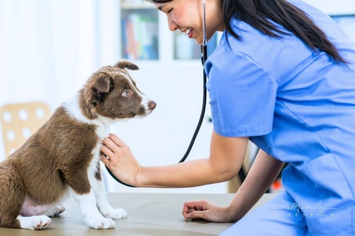 Vet With One Dog