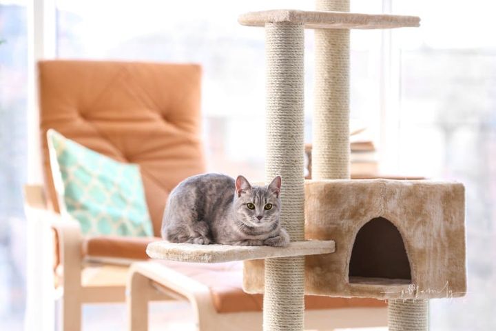 Cat and Tree in Room