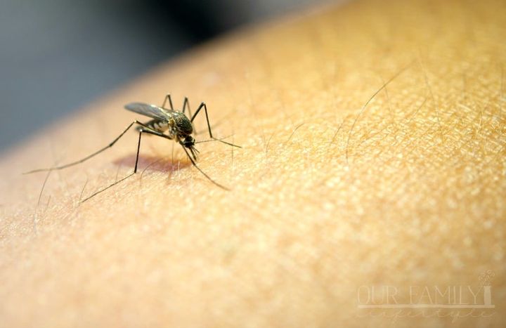 mosquito bite
