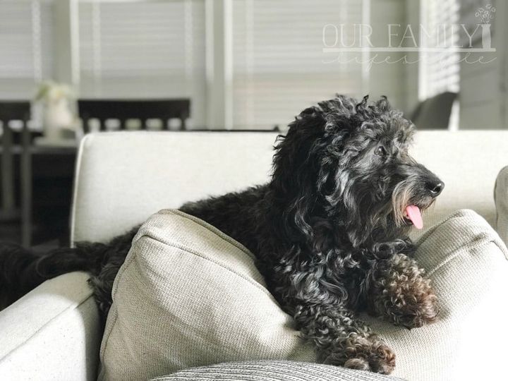 Our family dog Cole Black