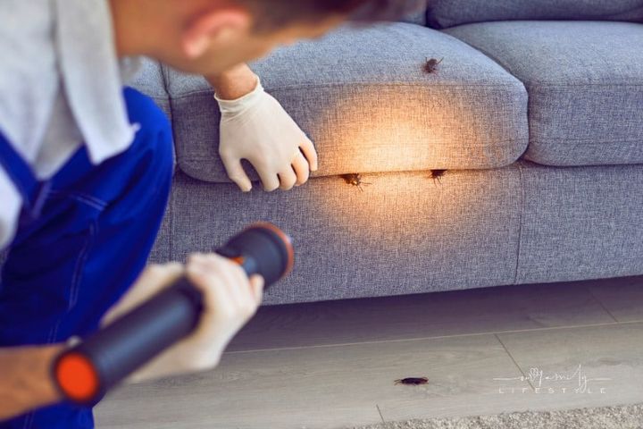 Pest Control Worker Inspecting Sofa For Cockroaches