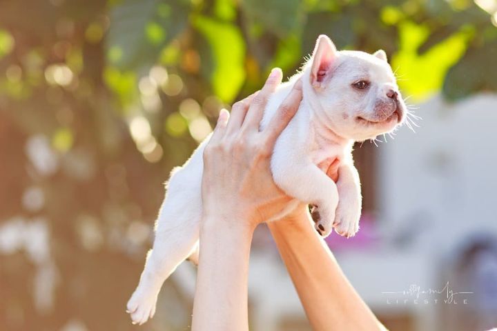 Hands of female holding a white french bulldog puppy with sleepy face.