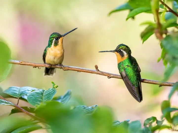 two small birds resting on a branch