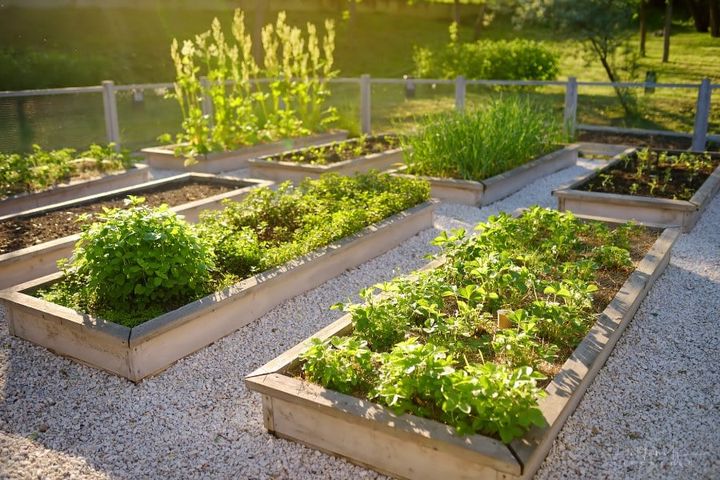 backyard raised vegetable garden
