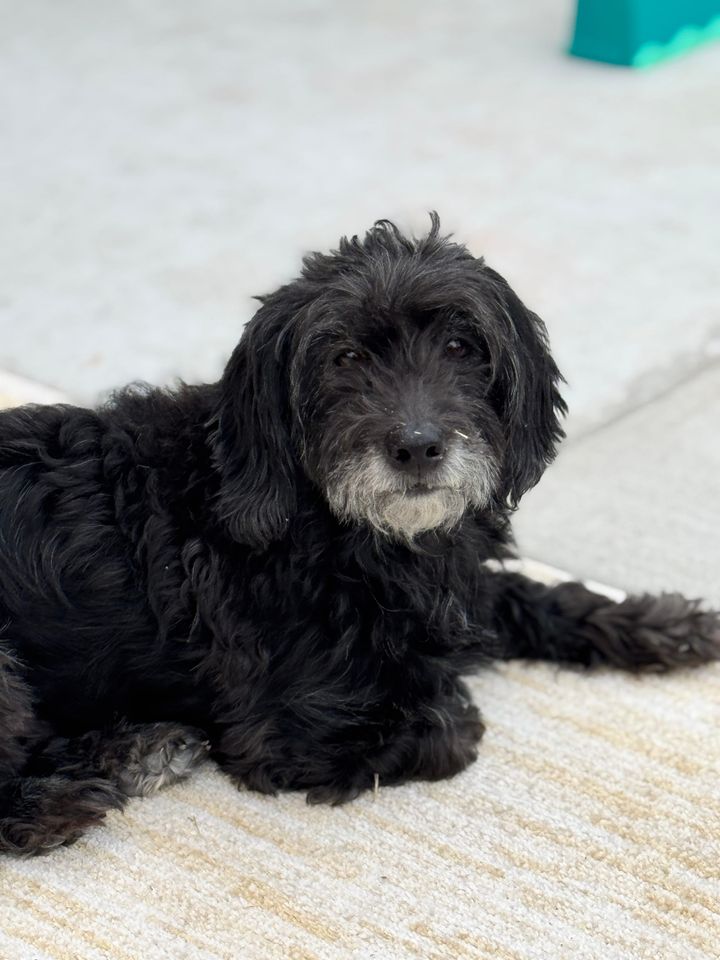 Caring for Senior Pets: Keeping Them Happy and Healthy Longer
